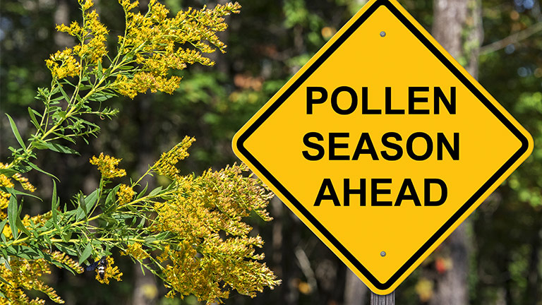 Ragweed plant next to road sign that reads, "Pollen Season Ahead."