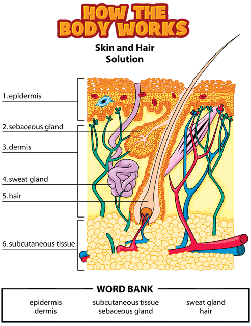 skin and hair activity solution gif. This page was designed to be printed. We are working on creating an accessible version.