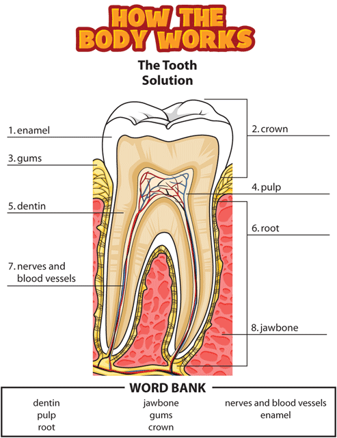 HTBW tooth solutions GIF. This page was designed to be printed. We are working on creating an accessible version.
