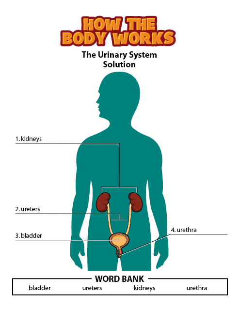 urinary system activity solution gif. This page was designed to be printed. We are working on creating an accessible version.