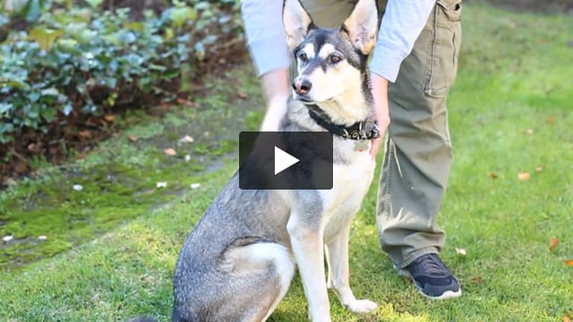 How to Meet a New Dog