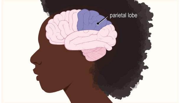 The parietal lobe, located behind the frontal lobe, processes information about touch, taste, and temperature.