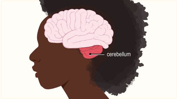 The cerebellum helps coordinate and fine‑tune movement and balance.