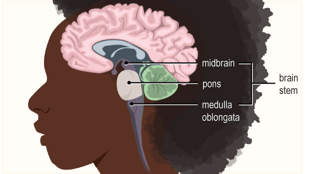 The pons relays messages from the cerebrum to the cerebellum and spinal cord, and helps control movement of the face.