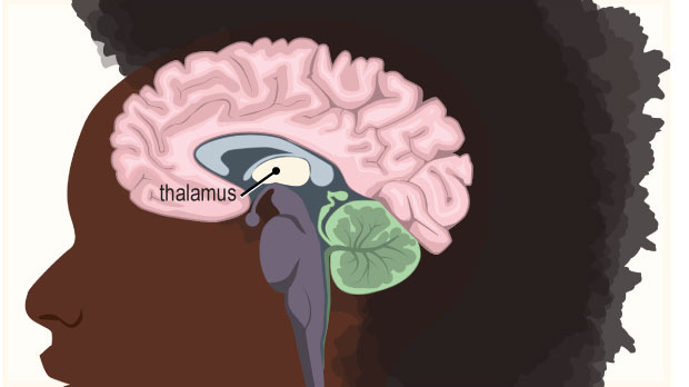 Located in the central part of the brain, the thalamus receives sensory messages, such as touch, from the body, and sends the messages to the appropriate part of the brain to be interpreted.