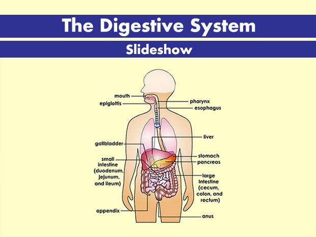 The digestive system consists of the parts of the body that work together to turn food and liquids into the building blocks and fuel that the body needs.  Click through this slideshow to learn more about the digestive system.