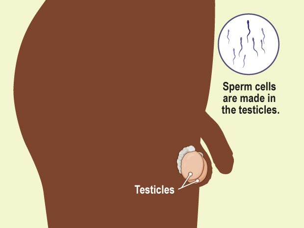 When boys go through puberty and start making enough testosterone, the testicles can start making sperm.