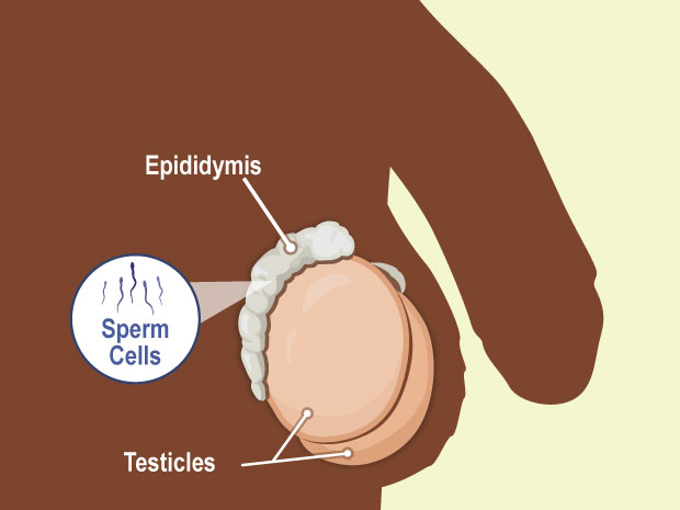Sperm is stored in a coiled tube called the epididymis. There are two epididymii, one next to each testicle.