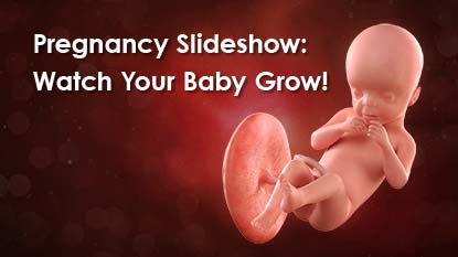 Take a peek inside the womb to see how baby grows from a tiny ball of cells into a masterpiece!