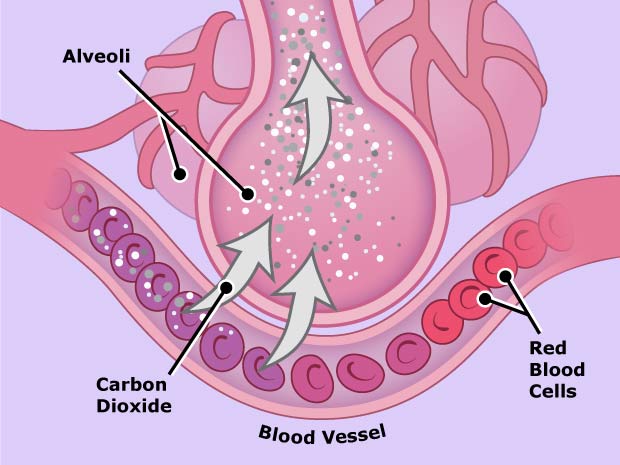 When you breathe out, the same thing happens – only in reverse. This is how the body gets rid of carbon dioxide. The blood collects carbon dioxide from all over the body and carries it back to the air in the alveoli.