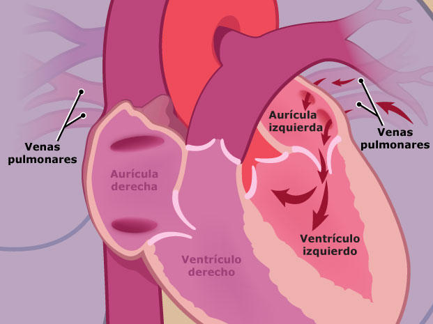 Después de cargarse de oxígeno en los pulmones, la sangre regresa al corazón a través de las venas pulmonares. Fluye a través de la aurícula izquierda y del ventrículo izquierdo.