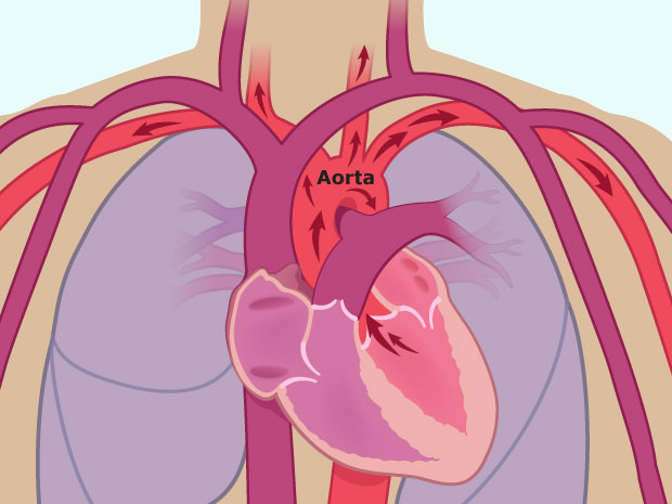 Luego, la sangre sale del corazón a través de la arteria aorta y distribuye oxígeno y nutrientes a todas las células del cuerpo.