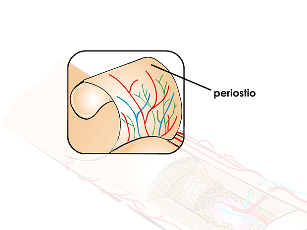 PeriostioEsta membrana delgada y densa, ubicada sobre la superficie de los huesos, cuenta con nervios y vasos sanguíneos que ayudan a nutrir el tejido óseo.