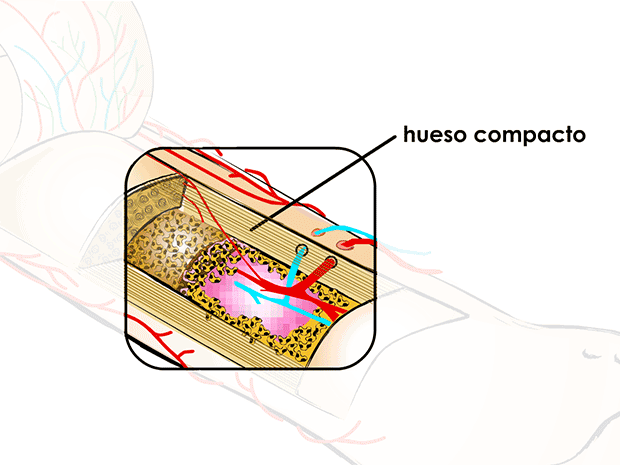 Hueso compacto (duro)Este tipo de hueso es fuerte, sólido y de color blanquecino. Es el que forma la parte exterior y dura de los huesos.