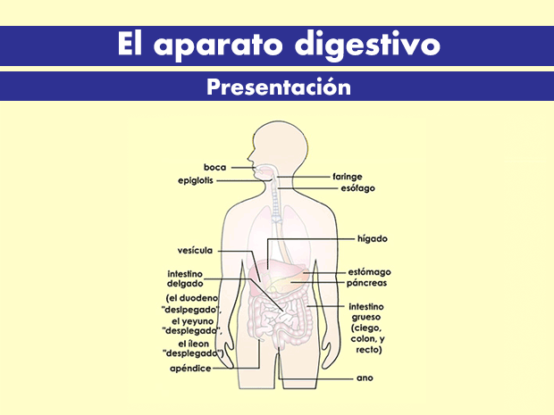 El aparato digestivo está formado por las partes del cuerpo que trabajan juntas para convertir los alimentos y los líquidos en los componentes y el combustible necesarios para el cuerpo. Haz clic para recorrer esta presentación y obtener más información acerca del aparato digestivo.