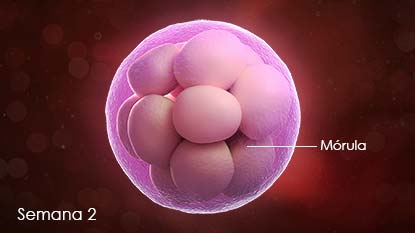El óvulo fertilizado se divide en muchas células y desciende por la trompa de Falopio hasta el interior del útero. Cuando llegue al útero, será un pequeño manojo de células (mórula).