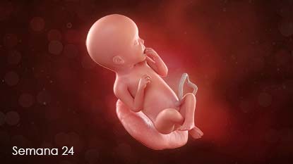 En esta semana, su bebé practicará los movimientos para respirar a medida que se desarrollan los pulmones. Aún depende de la placenta para recibir oxígeno.