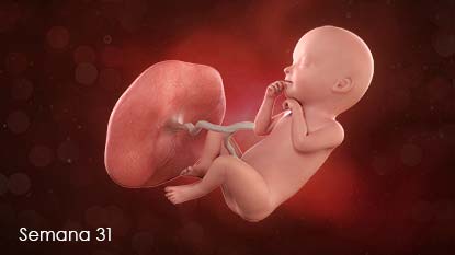 El bebé hace varias tasas de pis por día en el líquido amniótico. Este líquido mantiene el vientre acolchado para que el bebé esté protegido.