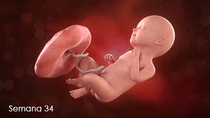 Los huesos que conforman el cráneo del bebé se pueden mover mientras se encuentra en la pelvis. Esto permite que se "amolden" y ayudan al bebé a atravesar el canal de parto.