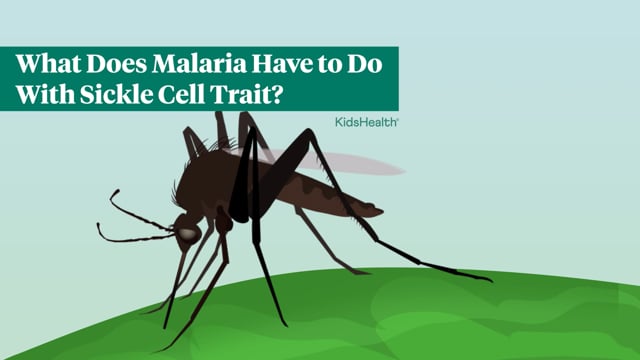 What Does Malaria Have to Do With Sickle Cell Trait?