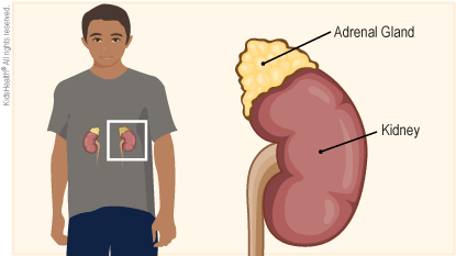 adrenal glands illustration