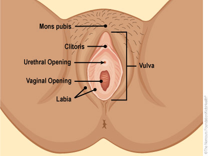 Outside parts of the female reproductive system.