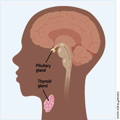 Diagram showing the thyroid gland, at the front of the neck, and pituitary gland, at the base of the brain, as described in the article.