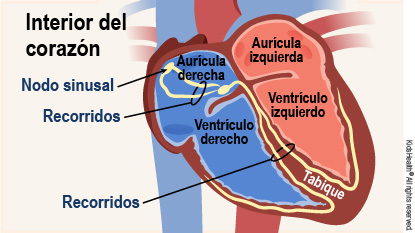 Se muestra el interior del corazón y se identifica el nódulo sinusal, los recorridos, la aurícula derecha, la aurícula izquierda, el ventrículo izquierdo, el tabique y el ventrículo derecho.