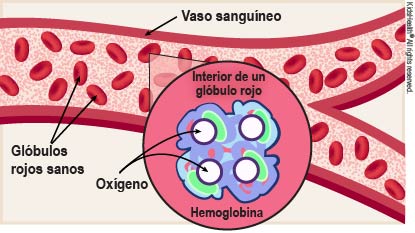 Diagrama que muestra un vaso sangu?neo con gl?bulos rojos sanos y el ox?geno y la hemoglobina dentro de cada gl?bulo rojo, de la manea que se indica en el art?culo.