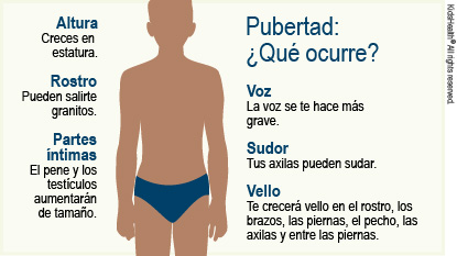 Pubertad: ¿Qué ocurre? Voz - La voz se te hace más grave. Sudor - Tus axilas pueden sudar. Vello - Te crecerá vello en el rostro, los brazos, las piernas, el pecho, las axilas y entre las piernas. Altura - Creces en estatura. Rostro - Pueden salirte granitos. Partes íntimas - El pene y los testículos aumentarán de tamaño.