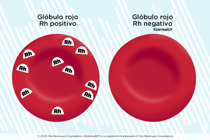 Glóbulo rojo Rh positivo y Glóbulo rojo Rh negativo